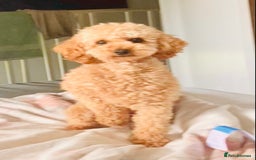 Toy Poodle dogs for stud:  toy poodle stud - Image 1