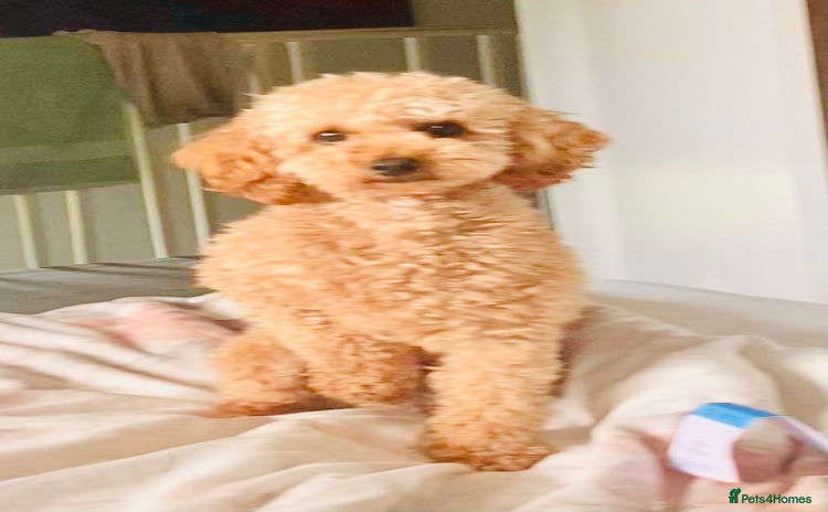 Toy Poodle dogs - Advert 1