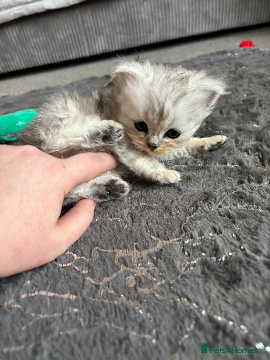 Maine Coon cats for sale: Maincoon / Persian babies looking for laps  - Advert 29