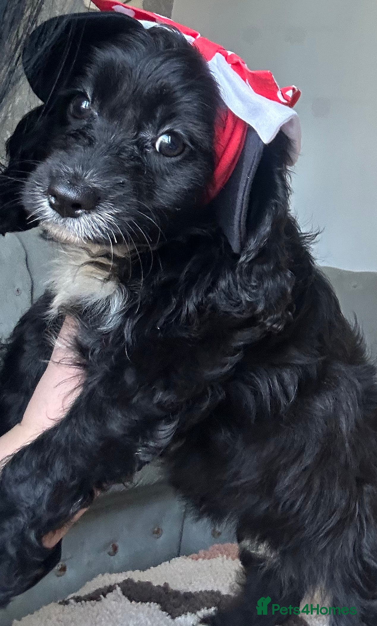 Cavapoo dogs You F1 Cavapoo puppies - Advert 16