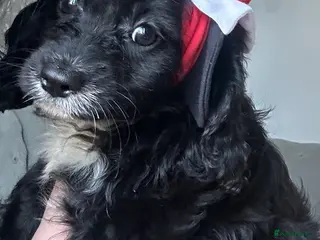 Cavapoo dogs You F1 Cavapoo puppies - Advert 16