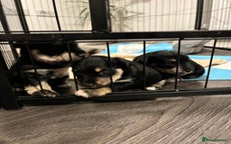 Mixed Breed dogs for sale: Miniature Schnauzer X Yorkshire Terrier - Image 3