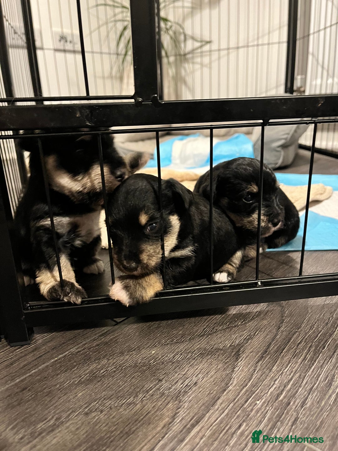 Mixed Breed dogs for sale: Miniature Schnauzer X Yorkshire Terrier - Image 3