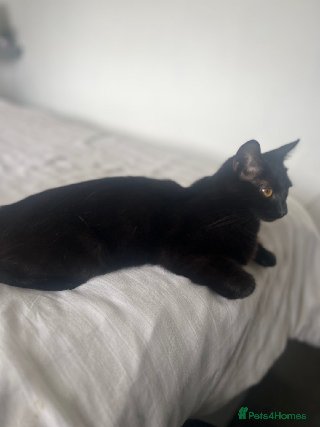 Bombay cats for sale: Lovely playful kittens  - Image 3