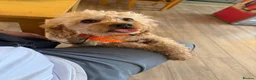 Toy Poodle dogs for stud: Beautiful and calm toy poodle for studding  - Advert 5
