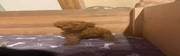 Cockapoo dogs for sale: Ready Now f1b Black & Brown Cockapoo Puppies! 🐾 - Advert 29