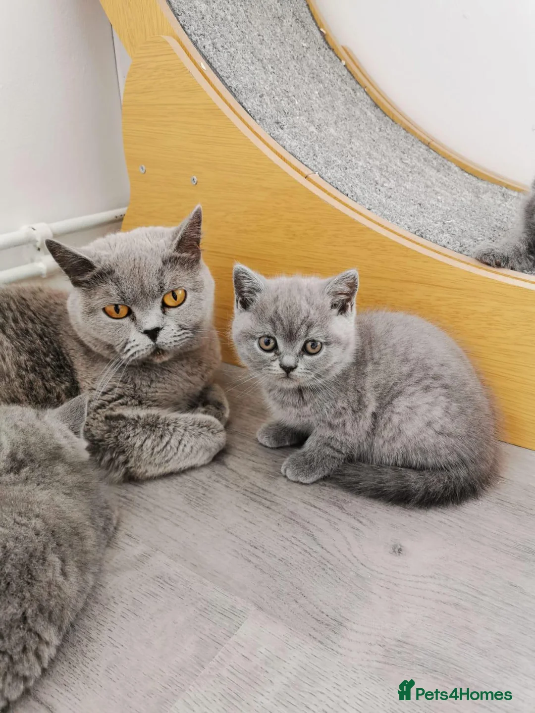 British Shorthair cats for sale: British shorthand kittens  - Advert 1