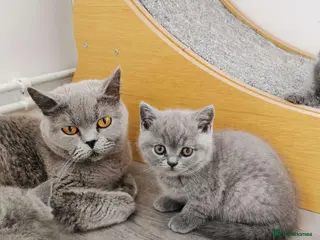 British Shorthair cats British shorthand kittens - Advert 1