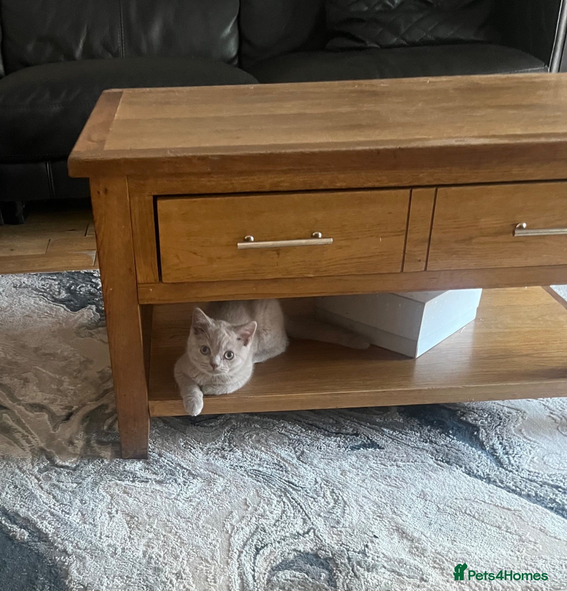 British Shorthair cats Very loving lilac boy READY NOW - Advert 2