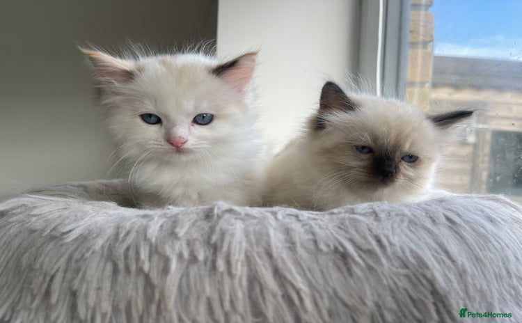 Ragdoll cats - Advert 1