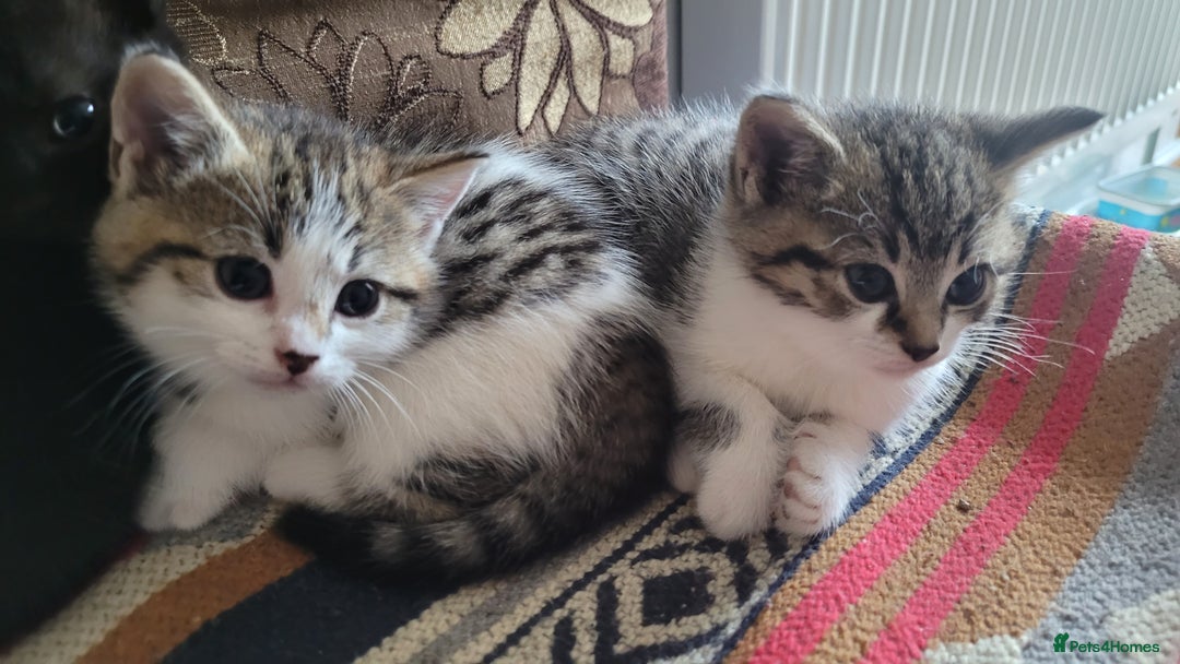 British Shorthair cats for sale: Adorable Fluffy 5x Shorthair Kittens *urgent sale - Image 11