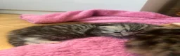 Persian cats for sale: Half Persian Kittens - Advert 10