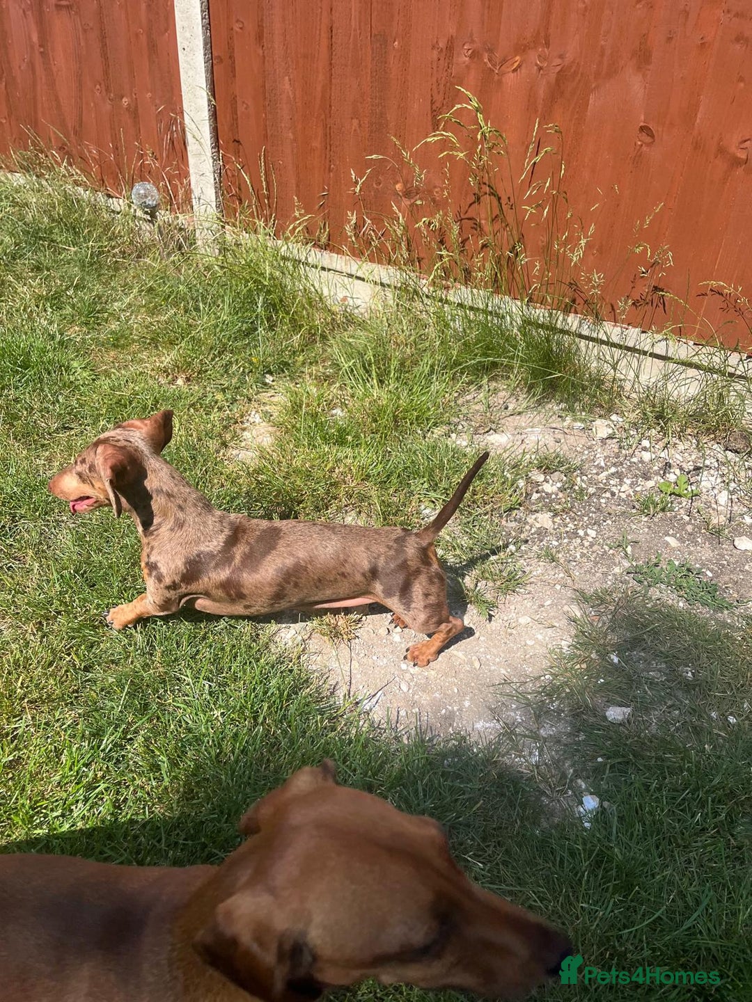 Miniature Dachshund dogs for sale: Bonnie – Sweet Chocolate Dapple Dachshund  - Advert 3