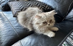 Persian cats for sale: Two multicoloured Persian females - Image 8