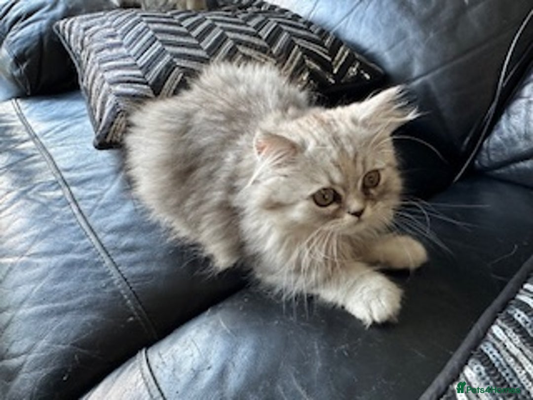 Persian cats for sale: Two multicoloured Persian females - Image 8