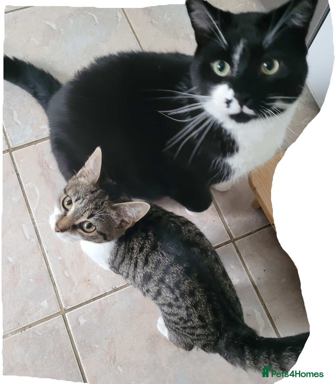British Shorthair cats for sale: X2 British Shorthairs (male/female) - Image 2