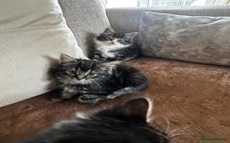 Siberian cats for sale: 5 beautiful miniature kittens  - Advert 3