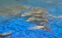 Plecos fish for sale: L015 candy stripped pleco - Image 4