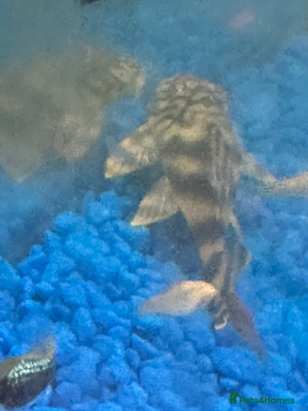 Plecos fish for sale: L015 candy stripped pleco - Image 4