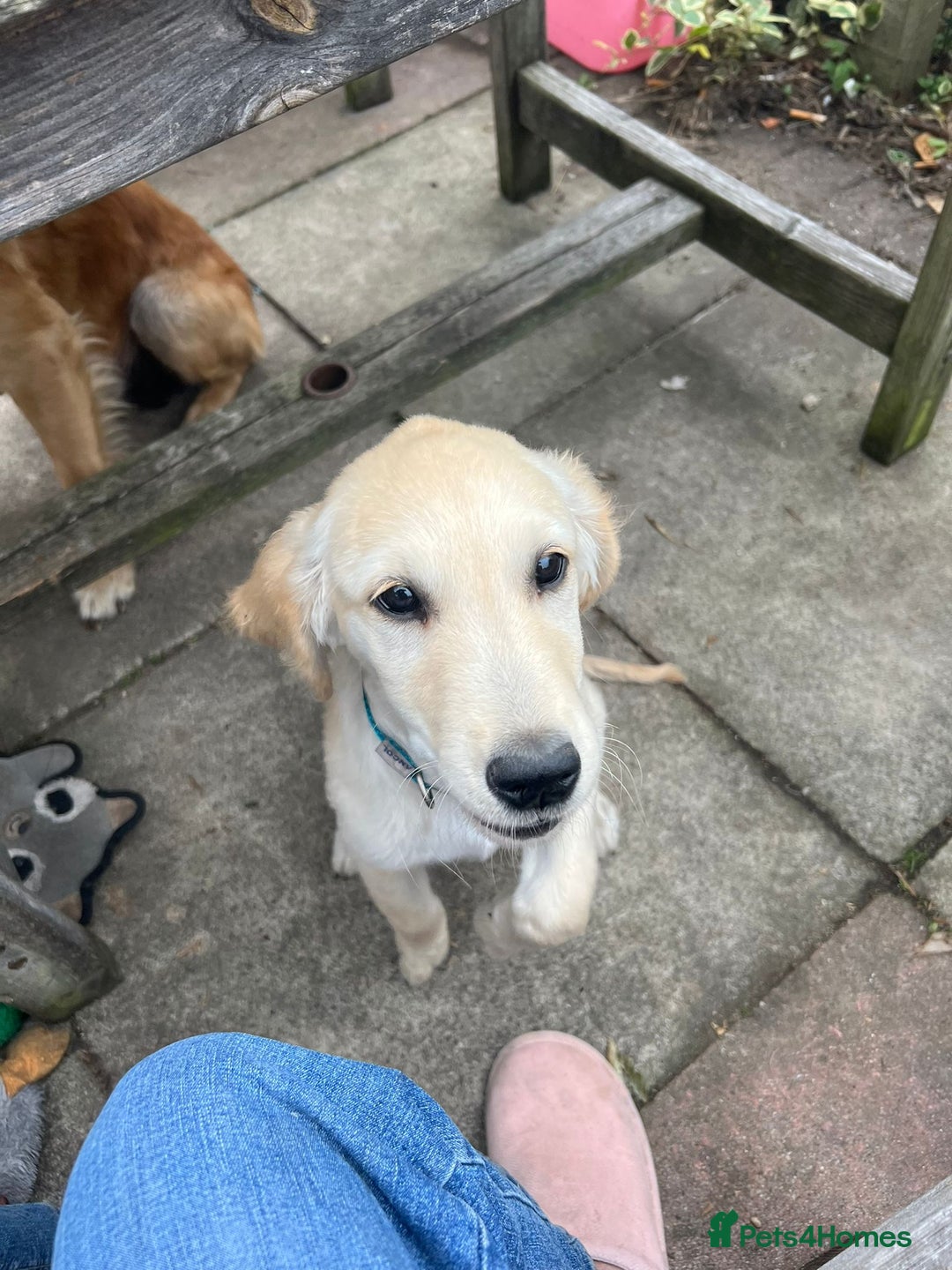 Golden Retriever dogs for sale: Golden retriever boy - Image 2