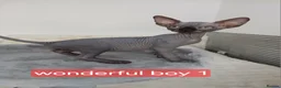 Sphynx cats for sale: Beautiful  Sphynx kitten for sale  - Advert 11