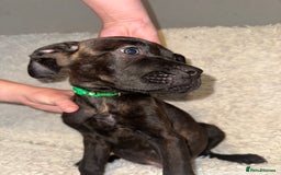 Cane Corso dogs for sale: Beautiful Litter Of Cane Corso Puppys - Image 11