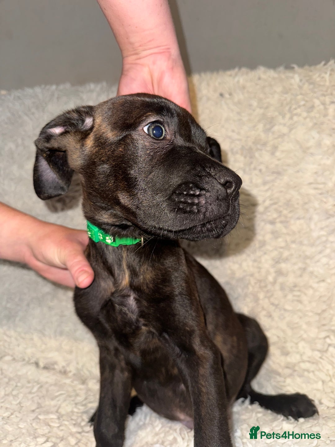 Cane Corso dogs for sale: Beautiful Litter Of Cane Corso Puppys - Image 11