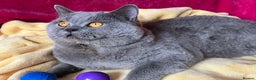 British Shorthair cats for stud: BSH STUD🏆ChampionBloodline 5GEN-Pedigree GCCF🌟💎 in Solihull - Advert 3