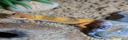 Leopard Gecko reptiles for sale: Tangerine leopard gecko - Advert 1