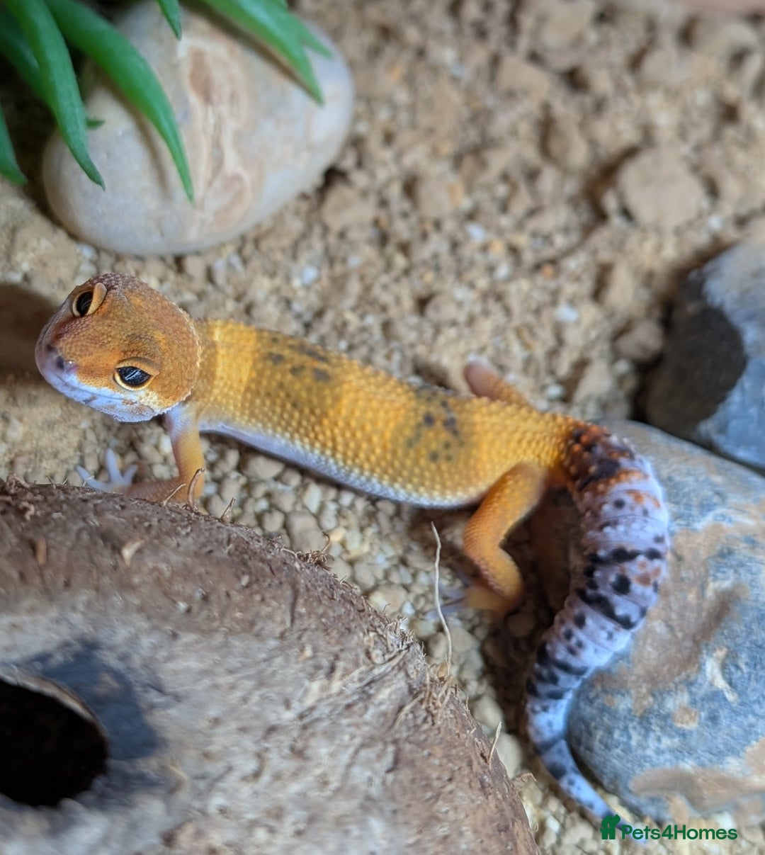Leopard Gecko reptiles for sale: Tangerine leopard gecko - Advert 1