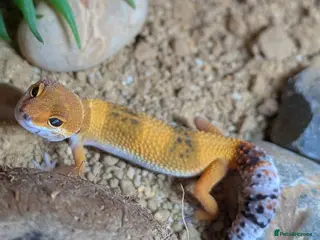 Leopard Gecko reptiles Tangerine leopard gecko - Advert 6