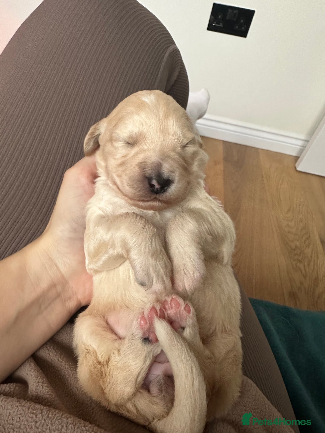 Mixed Breed dogs for sale: Australian double doodles  - Advert 14