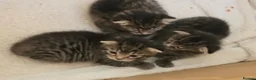 Mixed Breed cats for sale: 3 beautiful gray tabby kittens  in Doncaster - Advert 15