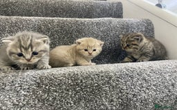 British Shorthair cats for sale: Gorgeous British shorthair kittens  - Image 7