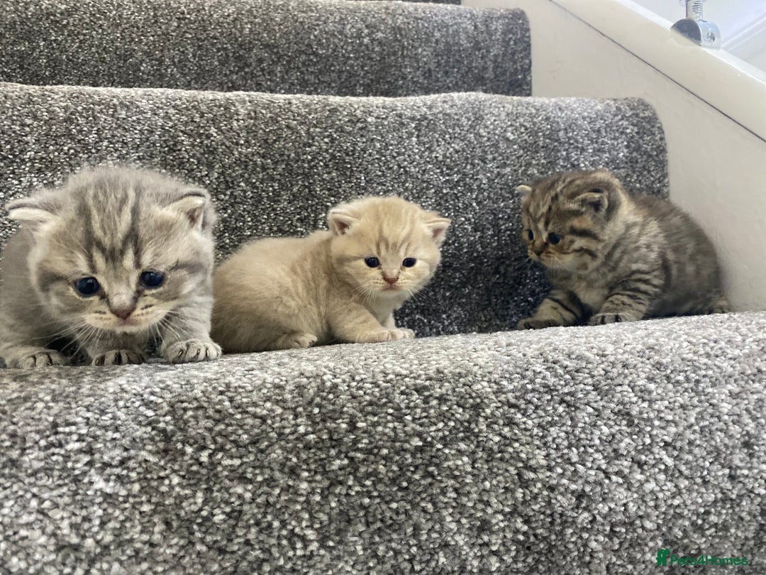British Shorthair cats for sale: Gorgeous British shorthair kittens  - Image 7