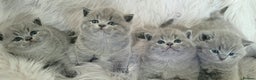 British Shorthair cats for stud: Imported Pedigree British Shorthair, BG B in London - Advert 19