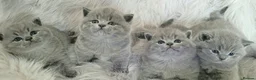 British Shorthair cats for stud: Imported Pedigree British Shorthair, BG B in London - Advert 19