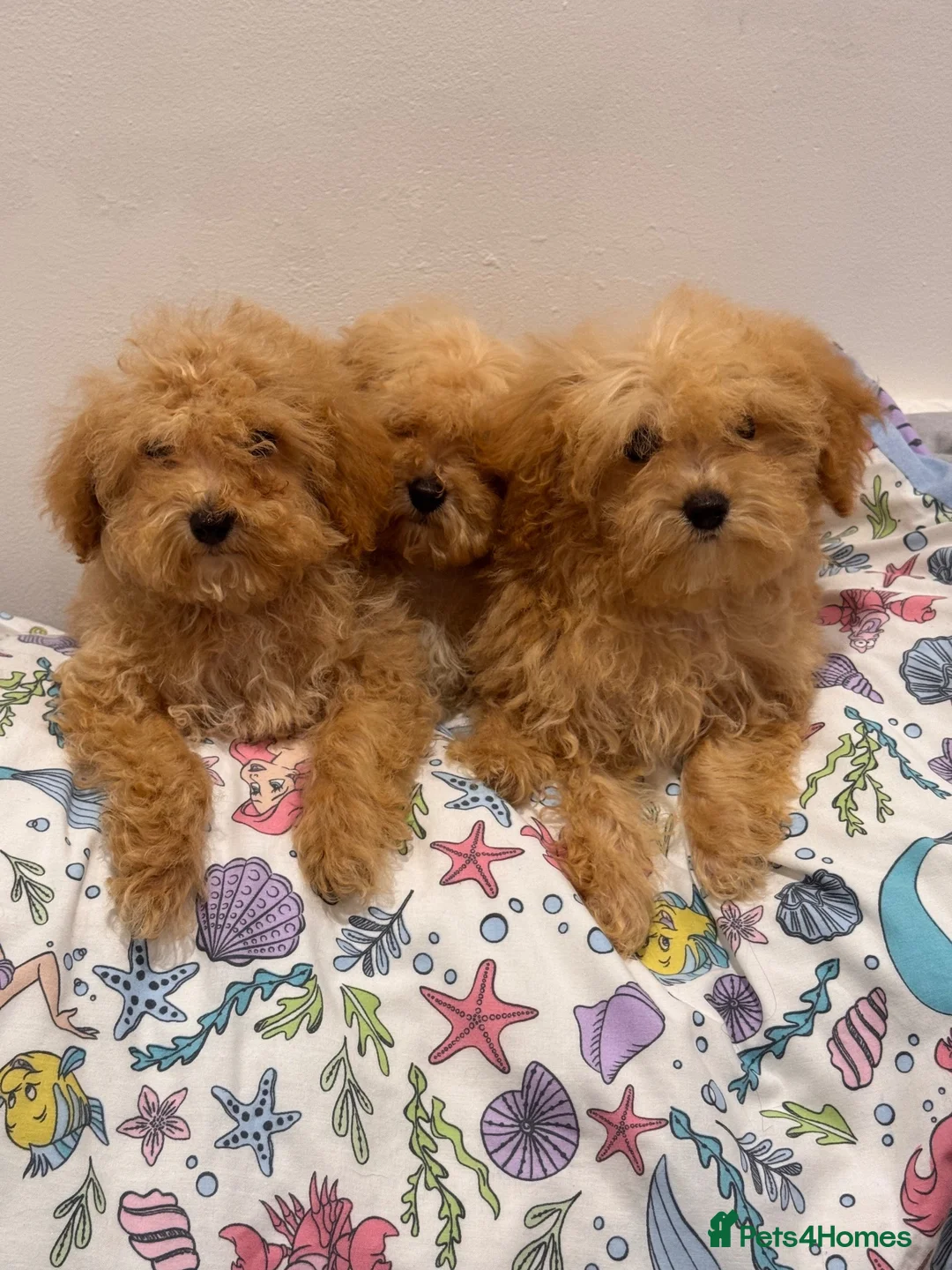Poochon dogs for sale: Health tested Poochon Puppies  - Advert 1