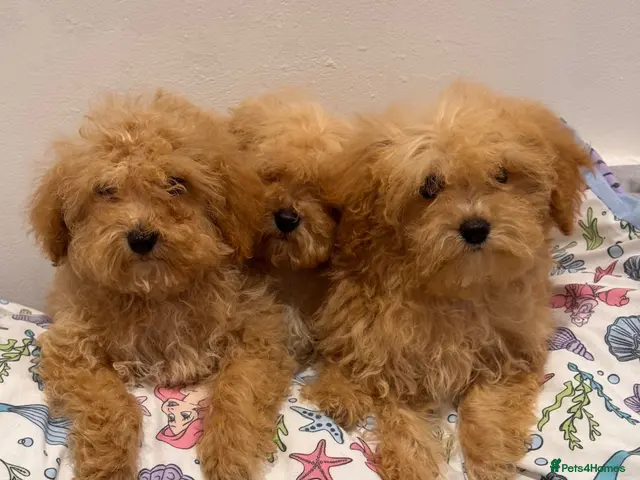 Poochon dogs Health tested Poochon Puppies - Advert 1