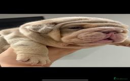 English Bulldog dogs for sale: Kc litter outstanding bloodlines bulldog pups  - Image 10