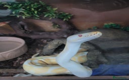 Python Snake reptiles for sale: Albino ball python and enclosure for sale  - Image 3