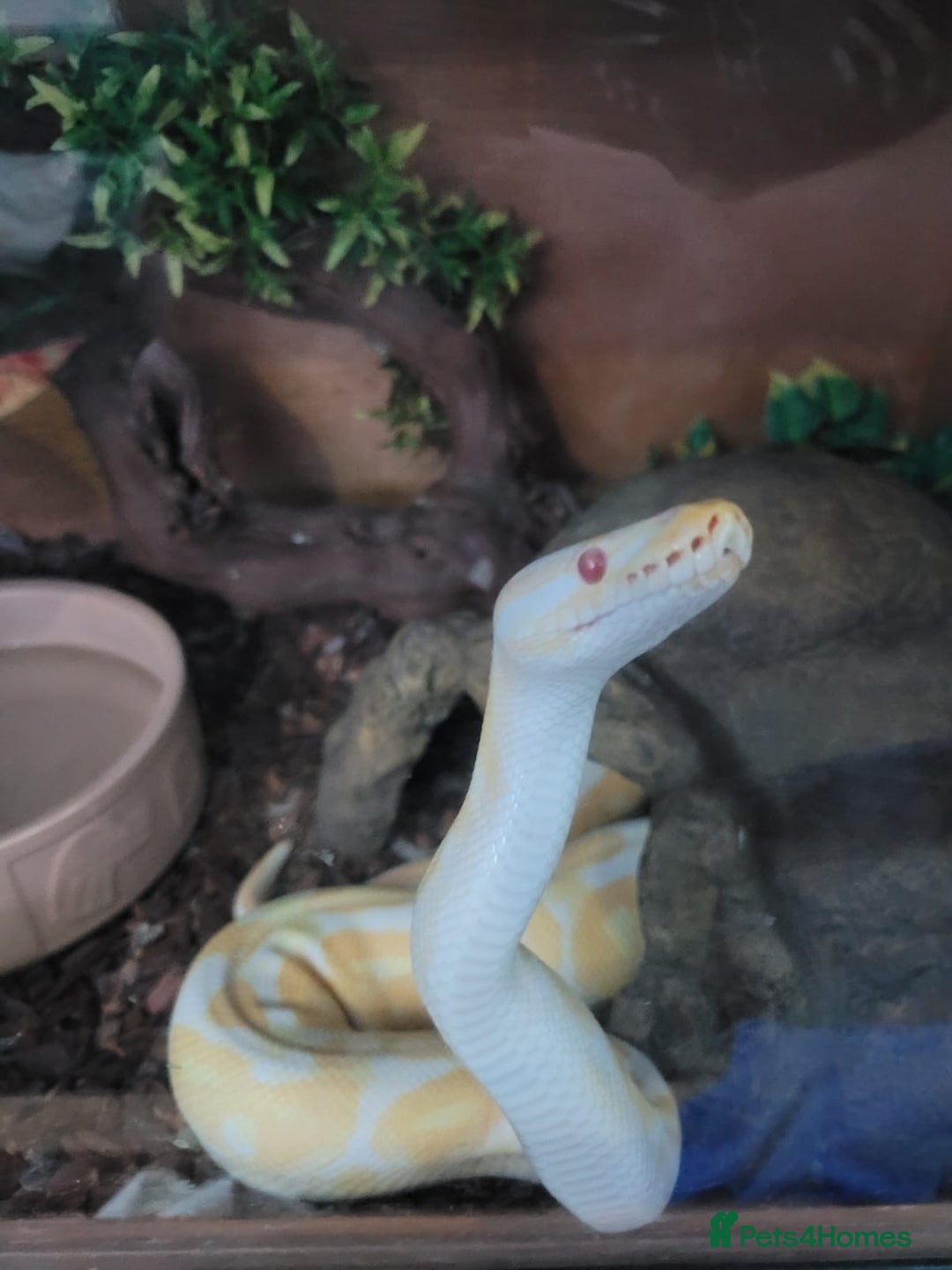 Python Snake reptiles for sale: Albino ball python and enclosure for sale  - Image 3