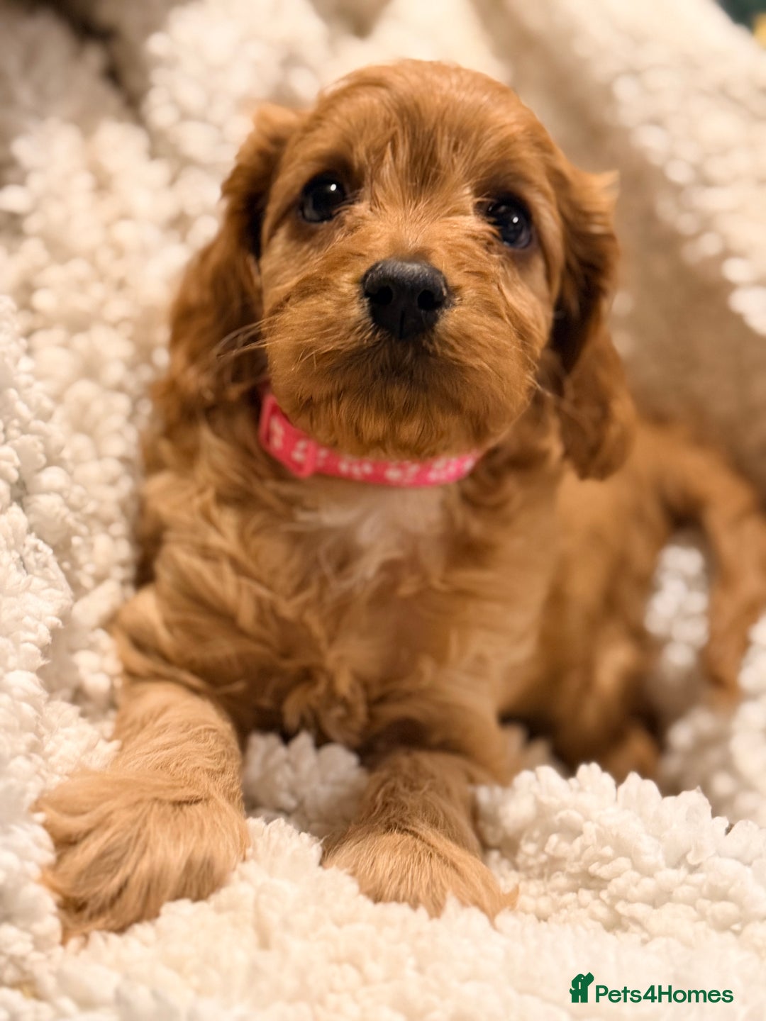 Cavapoo dogs for sale: Health Tested F1 TOY Cavapoo Puppies  - Advert 5