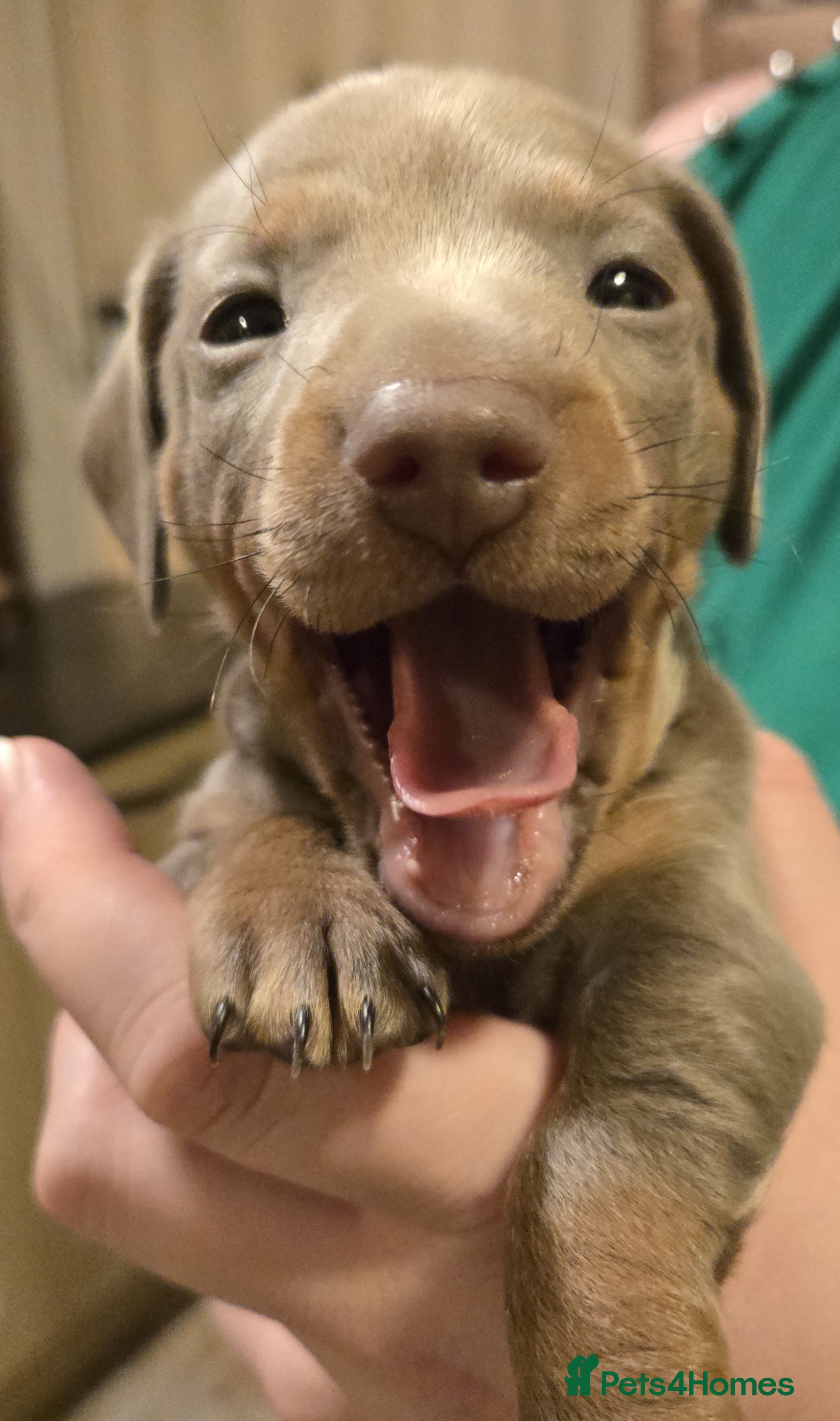 Miniature Dachshund dogs 1 Isabella male left - 9 KC reg mini dachshunds  - Advert 2