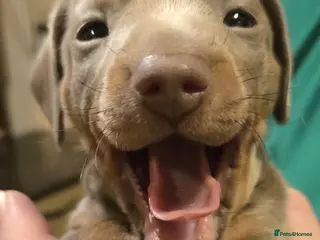 Miniature Dachshund dogs 1 Isabella male left - 9 KC reg mini dachshunds - Advert 2