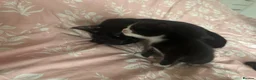 Mixed Breed cats for sale: Kittens for sale  in Bedford - Advert 3