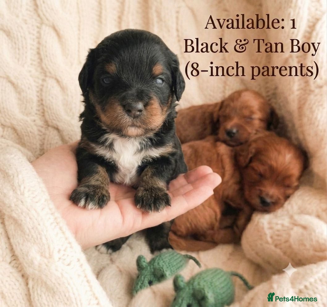 Maltipoo dogs HEALTH TESTED ASIAN F1B True Toy Maltipoo Puppies - Advert 8