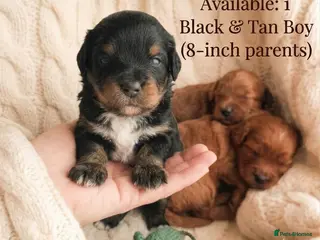 Maltipoo dogs HEALTH TESTED ASIAN F1B True Toy Maltipoo Puppies - Advert 8
