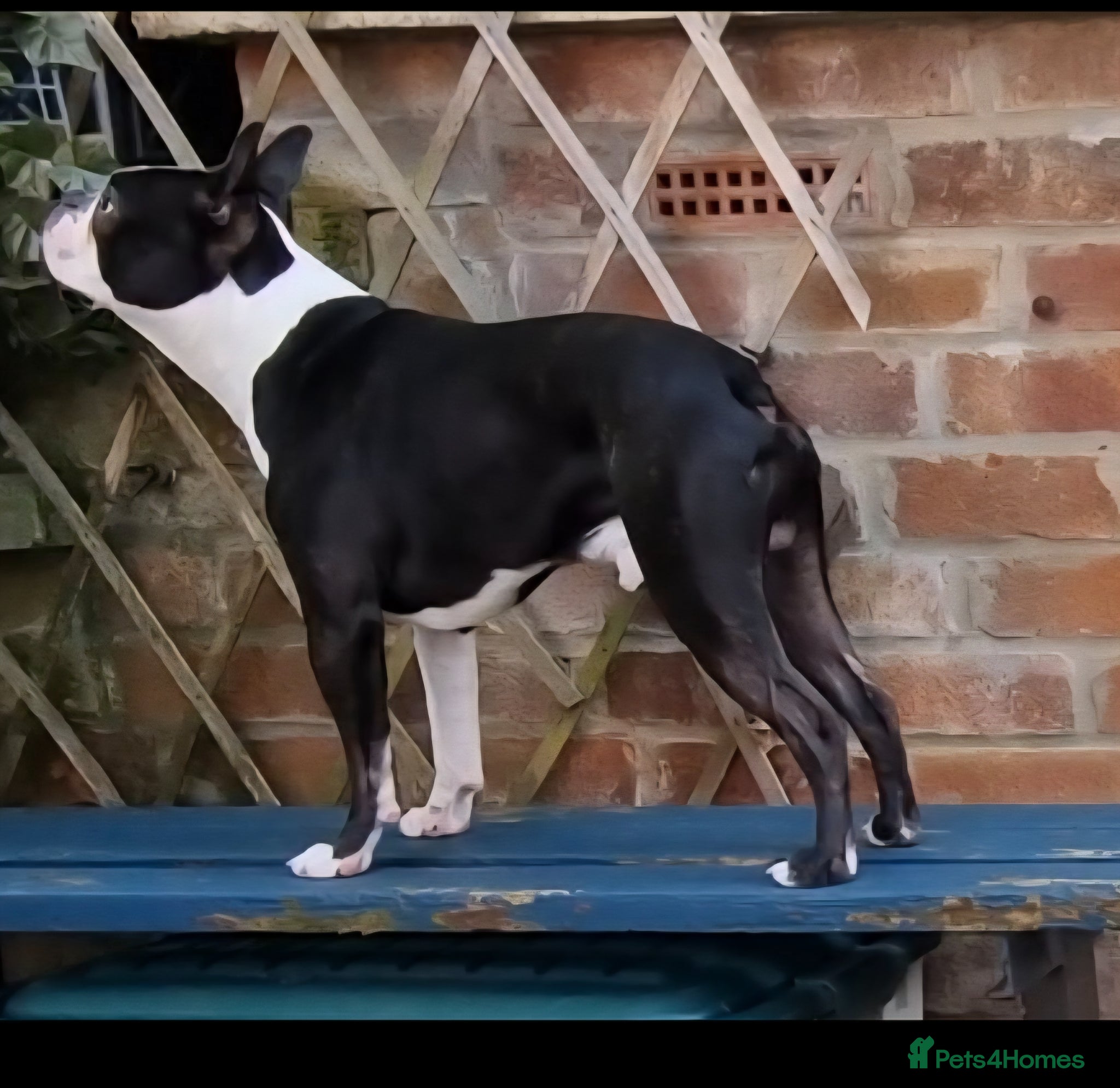 Boston Terrier dogs Proven KC Reg Boston Terrier for Stud - Advert 5
