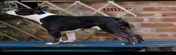 Boston Terrier dogs for stud: Proven KC Reg Boston Terrier for Stud - Advert 1